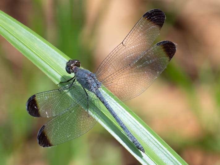 Uracis imbuta (Tropical Woodskimmer) male-2.jpg